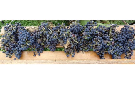 25 novembre Après-Midi : Tir des vendanges